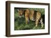 Jaguar-Hal Beral-Framed Premium Photographic Print