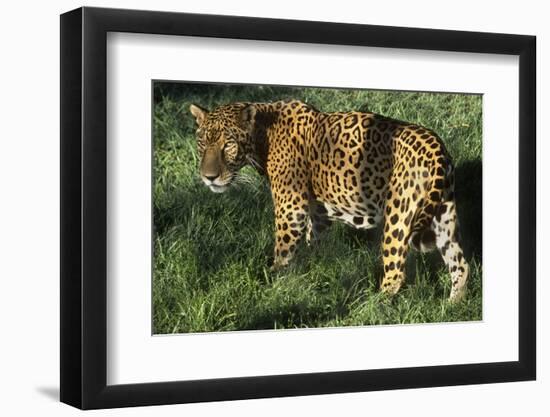 Jaguar-Hal Beral-Framed Premium Photographic Print