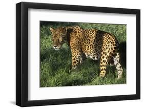 Jaguar-Hal Beral-Framed Premium Photographic Print