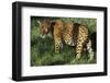 Jaguar-Hal Beral-Framed Premium Photographic Print
