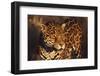 Jaguar-DLILLC-Framed Premium Photographic Print