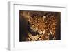 Jaguar-DLILLC-Framed Premium Photographic Print