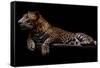 Jaguar-yulius handoko-Framed Stretched Canvas