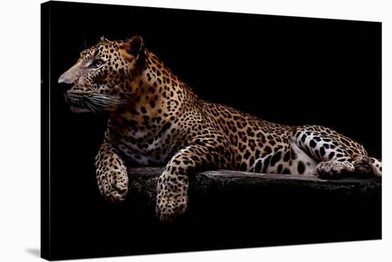 Jaguar-yulius handoko-Stretched Canvas