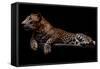 Jaguar-yulius handoko-Framed Stretched Canvas