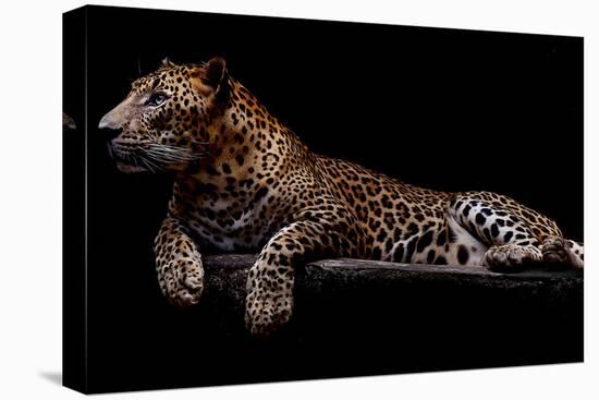Jaguar-yulius handoko-Stretched Canvas