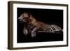 Jaguar-yulius handoko-Framed Premium Photographic Print