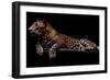 Jaguar-yulius handoko-Framed Premium Photographic Print
