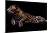 Jaguar-yulius handoko-Mounted Premium Photographic Print