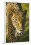 Jaguar-Darrell Gulin-Framed Photographic Print