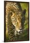 Jaguar-Darrell Gulin-Framed Photographic Print