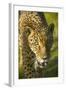 Jaguar-Darrell Gulin-Framed Photographic Print