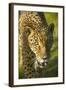 Jaguar-Darrell Gulin-Framed Photographic Print