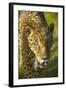 Jaguar-Darrell Gulin-Framed Photographic Print