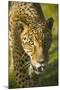Jaguar-Darrell Gulin-Mounted Photographic Print