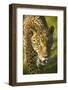Jaguar-Darrell Gulin-Framed Photographic Print