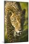 Jaguar-Darrell Gulin-Mounted Photographic Print