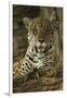 Jaguar-Joe McDonald-Framed Photographic Print