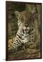 Jaguar-Joe McDonald-Framed Photographic Print