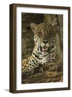 Jaguar-Joe McDonald-Framed Photographic Print