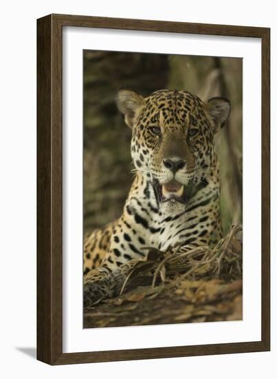 Jaguar-Joe McDonald-Framed Photographic Print