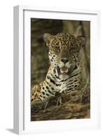 Jaguar-Joe McDonald-Framed Photographic Print