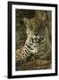 Jaguar-Joe McDonald-Framed Photographic Print