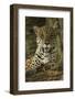Jaguar-Joe McDonald-Framed Photographic Print