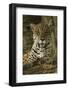 Jaguar-Joe McDonald-Framed Photographic Print