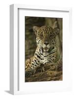 Jaguar-Joe McDonald-Framed Photographic Print