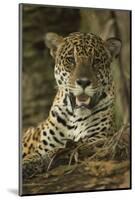 Jaguar-Joe McDonald-Mounted Photographic Print