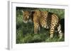 Jaguar-Hal Beral-Framed Photographic Print