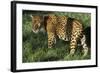 Jaguar-Hal Beral-Framed Photographic Print