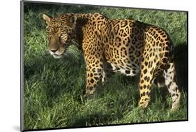 Jaguar-Hal Beral-Mounted Photographic Print