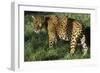 Jaguar-Hal Beral-Framed Photographic Print