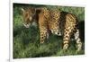 Jaguar-Hal Beral-Framed Photographic Print