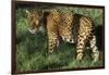 Jaguar-Hal Beral-Framed Photographic Print