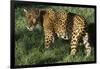 Jaguar-Hal Beral-Framed Photographic Print