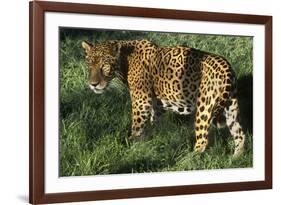 Jaguar-Hal Beral-Framed Photographic Print