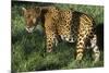 Jaguar-Hal Beral-Mounted Photographic Print