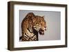 Jaguar-DLILLC-Framed Photographic Print