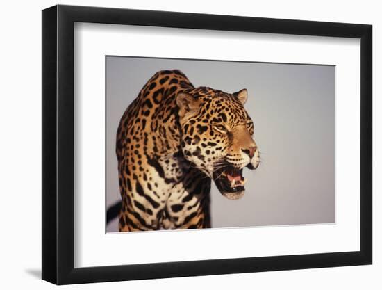 Jaguar-DLILLC-Framed Photographic Print