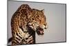 Jaguar-DLILLC-Mounted Photographic Print