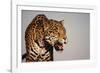 Jaguar-DLILLC-Framed Photographic Print