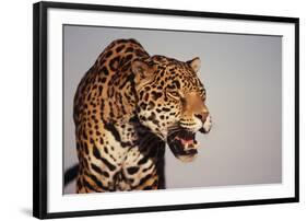 Jaguar-DLILLC-Framed Photographic Print