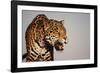 Jaguar-DLILLC-Framed Photographic Print