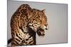 Jaguar-DLILLC-Mounted Photographic Print