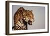 Jaguar-DLILLC-Framed Photographic Print