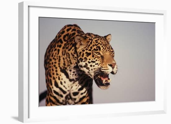 Jaguar-DLILLC-Framed Photographic Print