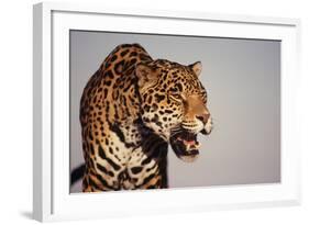 Jaguar-DLILLC-Framed Photographic Print